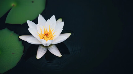 Lily flower on water