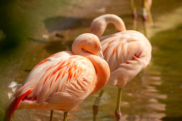 Flamingo-Chileno ave migratória com penas de coloração rosada. 