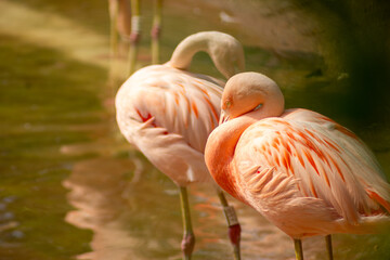 Flamingo-Chileno ave migratória com penas de coloração rosada. 