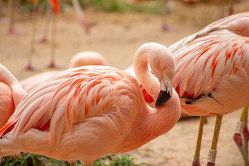 Flamingo-Chileno ave migratória com penas de coloração rosada. 