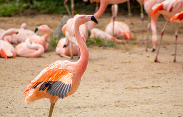 Flamingos em cativeiro com suas pernas compridas, bico curvado e suas penas na cor rosa.