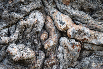 Naklejka premium Embracing the Gnarled: A Reflection on Nature’s Textures