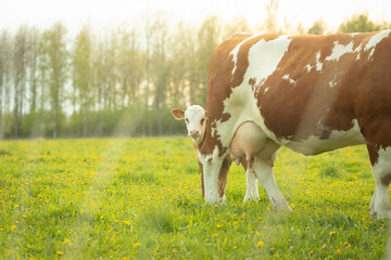 Curious calf