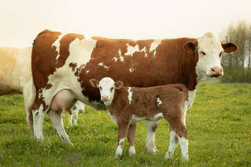 Cow and calf