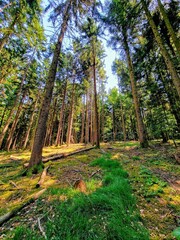Hiking in the forest. The edge of the forest is pine forest. The ground is covered with green moss. 