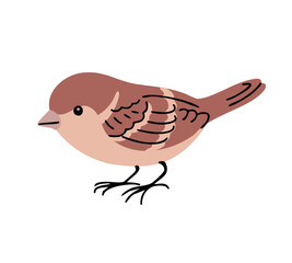 Little sparrow bird. Urban feathered. Animals, nature and ornithology. Cartoon vector illustration isolated on white background