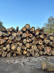 Pile of freshly cut wooden logs on a side of a muddy road in a forest. Forestry industry and business. Fire wood and construction material production. Ecology issue. Profit on natural resources