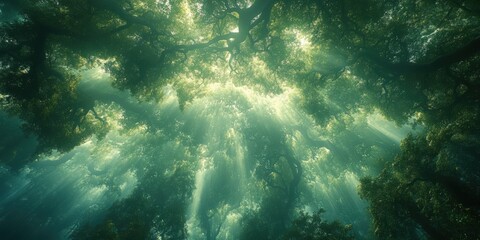 Obraz premium Dramatic sunlight filtering through dense forest canopy nature scene tranquil environment ground perspective serenity