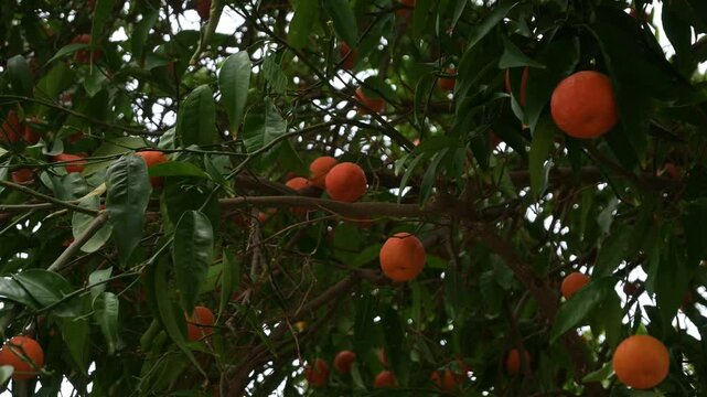 Ripe mandarins hanging on trees in garden on Cyprus. Fresh organic mandarins, eco-friendly agriculture, and the essence of slow living in the countryside