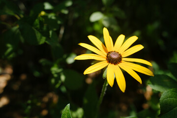 yellow flower in a garden