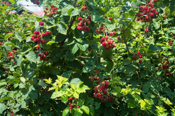 Close-up of ripe red and black blackberries on a bush, surrounded by lush green leaves under a bright sky. Perfect for nature, gardening, and farm-to-table themes, highlighting fresh fruit.