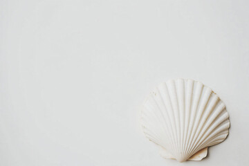 Seashell Minimalism: A solitary seashell rests on a clean, minimalist backdrop, its delicate curves and intricate texture a testament to the beauty of nature's design.