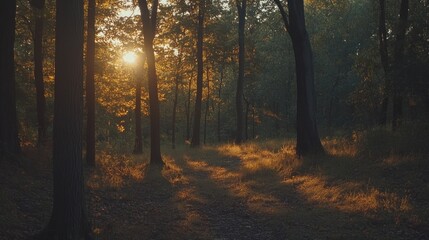 Fototapeta premium Golden Sunset Illuminates Forest Path Trees