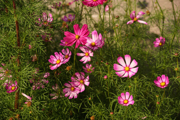 Fototapeta premium Pink Cosmea flowers in the garden