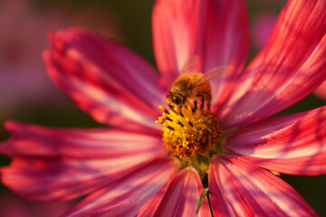 A bee sits on a pink petal of a Cosmos flower . Pollen collection and flower pollination with a rat plan