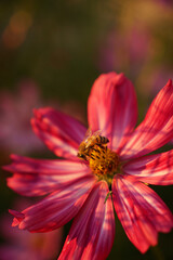 A bee sits on a pink petal of a Cosmos flower . Pollen collection and flower pollination with a rat plan