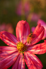 A bee sits on a pink petal of a Cosmos flower . Pollen collection and flower pollination with a rat plan