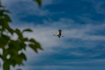 photography of storks in nature