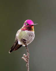 Anna's hummingbird (Calypso anna) over wintering in Northern California, UCSC Arboretum © Tom