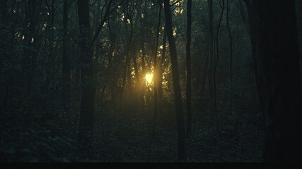 Fototapeta premium Golden Sunset Through Dense Forest Trees