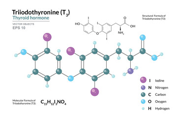 Triiodothyronine T3 Thyroid Hormone. Structural Chemical Formula and 3d Model of Molecule. C15H12I3NO4. Atoms with Color Coding. Vector graphic Illustration for educational materials