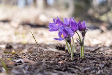 Purple pulsatilla patens blooming in spring forest ground