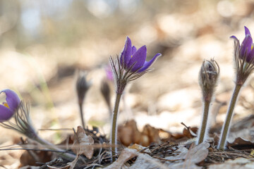 Pulsatilla patens blooming in early spring sunlight, first wildflowers emerging from dry grass