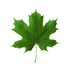 Fototapeta premium Vibrant Green Maple Leaf Close-Up with Detailed Texture and Natural Background
