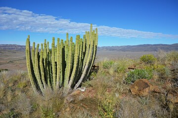 Euphorbia virosa im Namib Naukluft Nationalpark