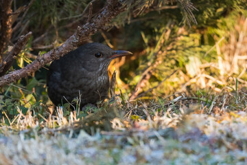 A Female Blackbird Hiding Below a Bush is Watching the Beautiful Winter Sunrise