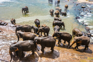 Sri Lankan elephants from the Pinnawala Elephant Orphanage coming out of the river after bathing