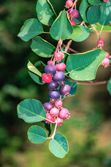 Saskatoon Berry Barn