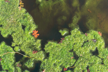 Oak leaf in algae in a pond 