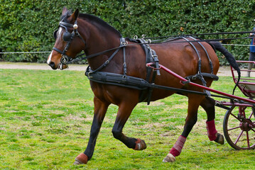 Cheval d'attelage en plan serré lors d'une compétition.