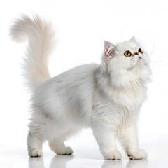 A full-body image of a beautiful cat from head to tail, from a luxurious