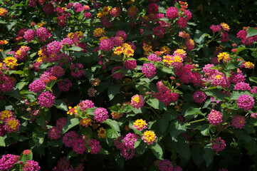 colorful bush, lantana camara, blooms flowers outdoors