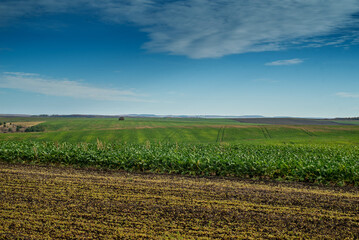 Plowed farmland and sugar beet under a blue sky , agricultural landscape