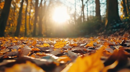 Autumn Sunlight Illuminates Fallen Leaves In Woods