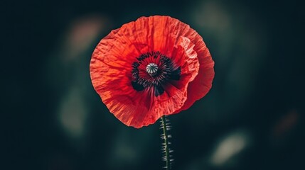 A single red poppy flower in bloom