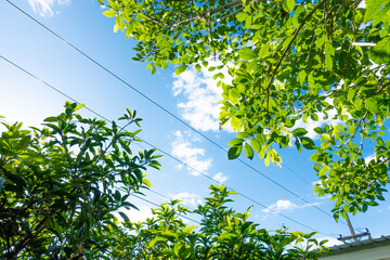 Green trees leaves againt the a cloudy blue sky,Summer background concept,home garden in vacation time.