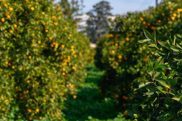Vibrant orange grove among lush greenery under bright sunlight in a serene countryside setting