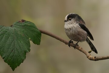 Long-tailed tit perched on a branch