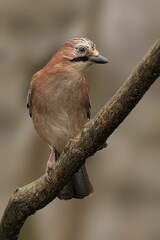 Eurasian Jay on a Branch