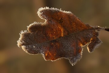 Frosty autumn leaf close-up