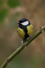 Great Tit Perched on Thorny Branch
