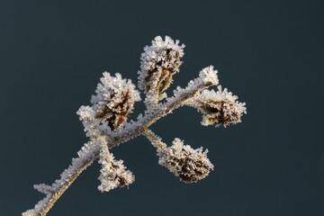 Frost-covered plant in winter.