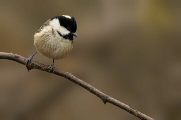 Small bird perched on a branch.