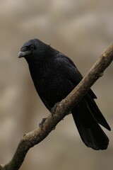 Black crow perched on a branch