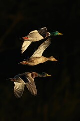 Mallard ducks in flight against a dark backdrop.