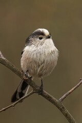 Long-tailed tit on a branch